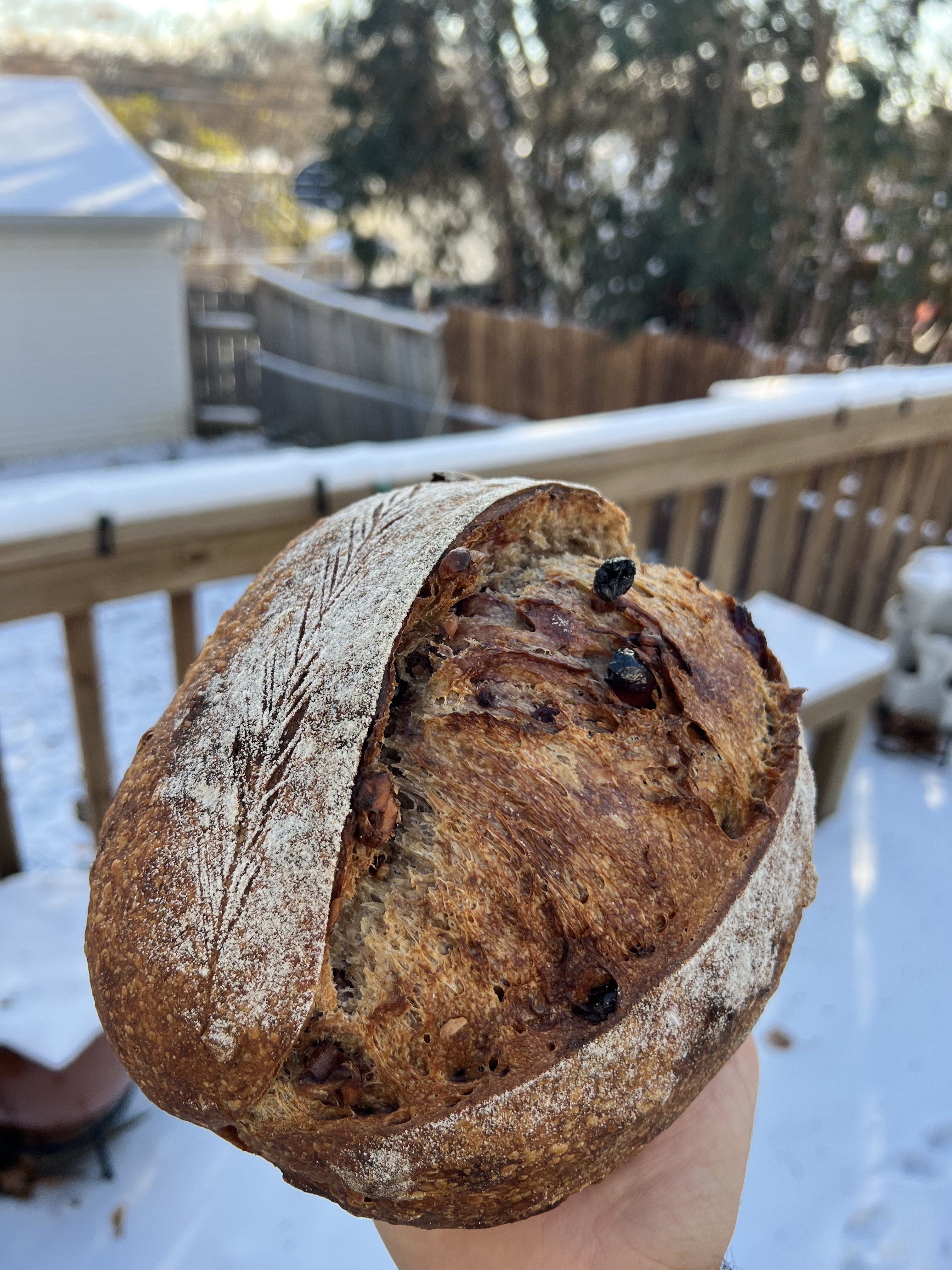 Cranberry walnut sourdough loaf held up on a snowy winter day