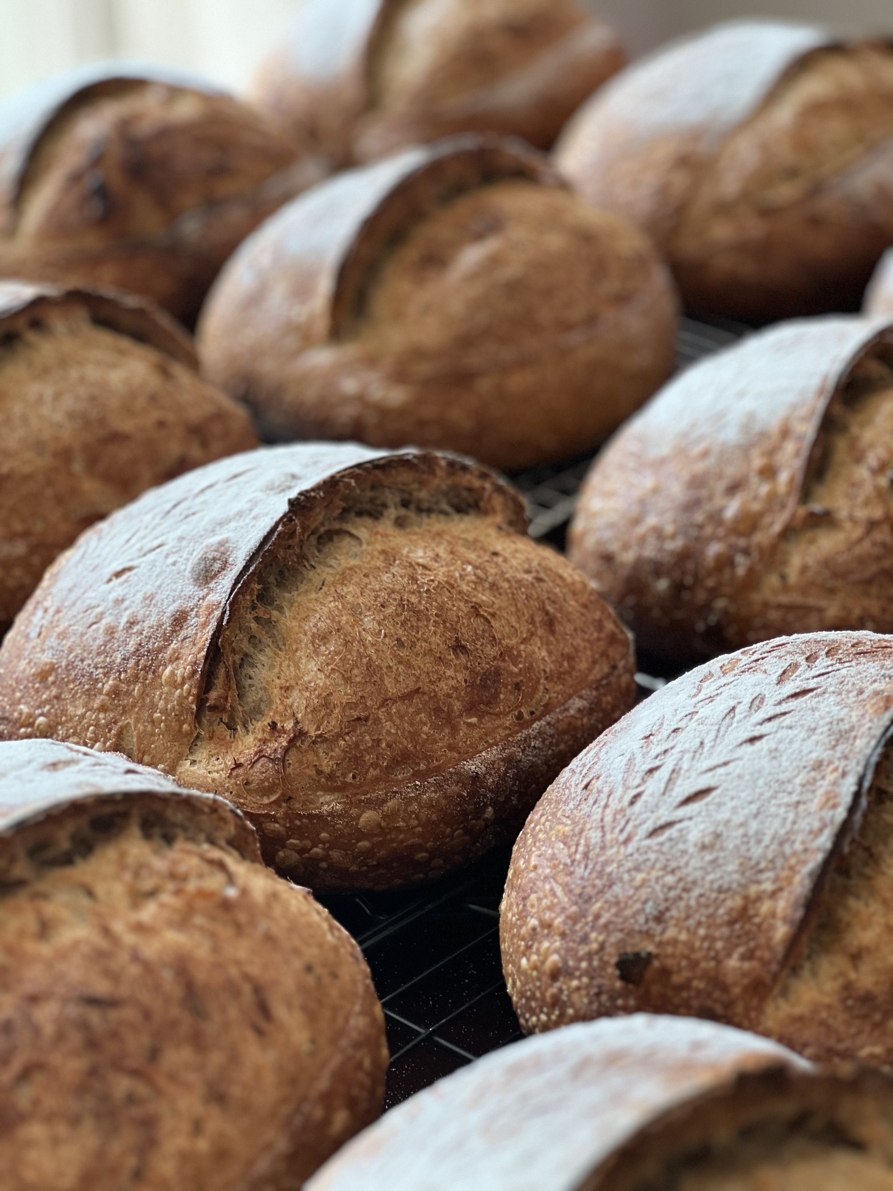 A full batch of sourdough loaves cooling on a rack
